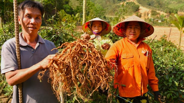 Lạc giữa vườn cây 'ruột gà' ở Tân Sơn