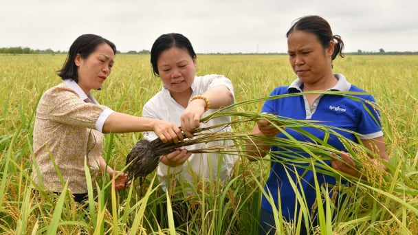 Bữa cơm bên bờ ruộng dùng chế phẩm vi sinh, tưới ngập - khô xen kẽ