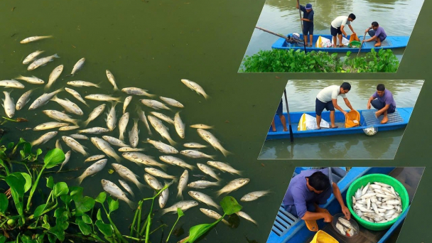 Bản tin môi trường ngày 15/7/2025: Cá chết trắng gây ‘lo lắng’ cho môi trường