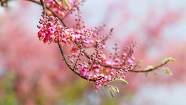 Vẻ đẹp mùa 'hoa đào miền Tây' nở rộ
