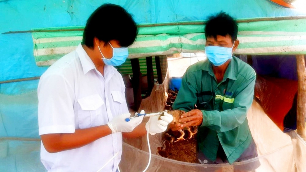 Vacxin, lá chắn bảo vệ đàn vật nuôi khi thời tiết giao mùa