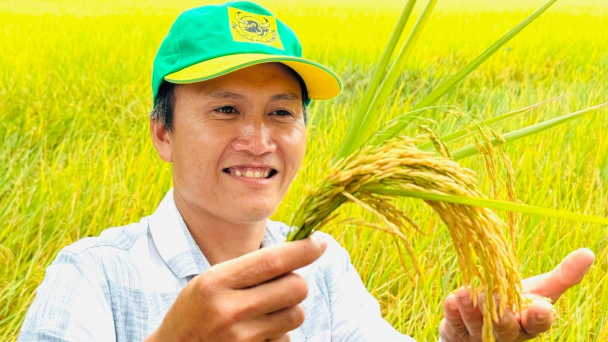 Trồng lúa giảm phát thải, lợi nhuận 38 triệu đồng/ha