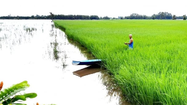 Trồng lúa mùa nổi 'thuận thiên' để xuất ngoại