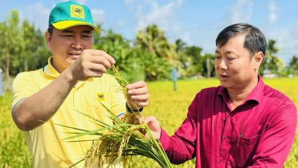An Giang lan tỏa canh tác lúa chất lượng cao, phát thải thấp từ cơ sở