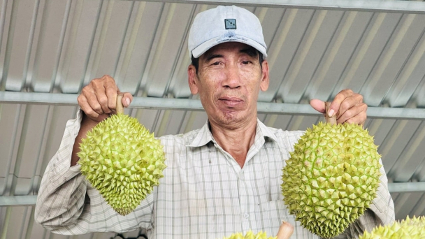 Chuẩn hóa vùng trồng, mở rộng đầu ra xuất khẩu sầu riêng