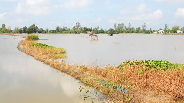 Chủ động đón lũ để phục hồi đất lúa