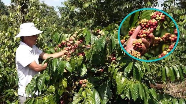 Giá trị xuất khẩu cà phê vượt mốc 5 tỷ USD