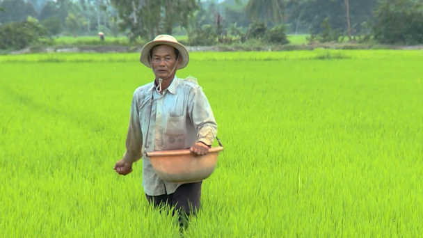 Giá phân bón liên tục biến động, người trồng lúa gặp khó