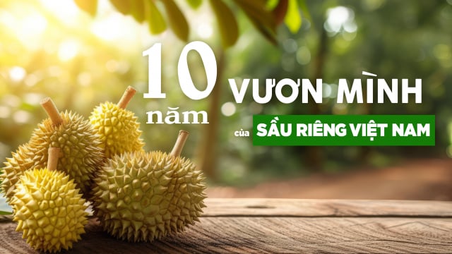 10 năm vươn mình của sầu riêng Việt Nam