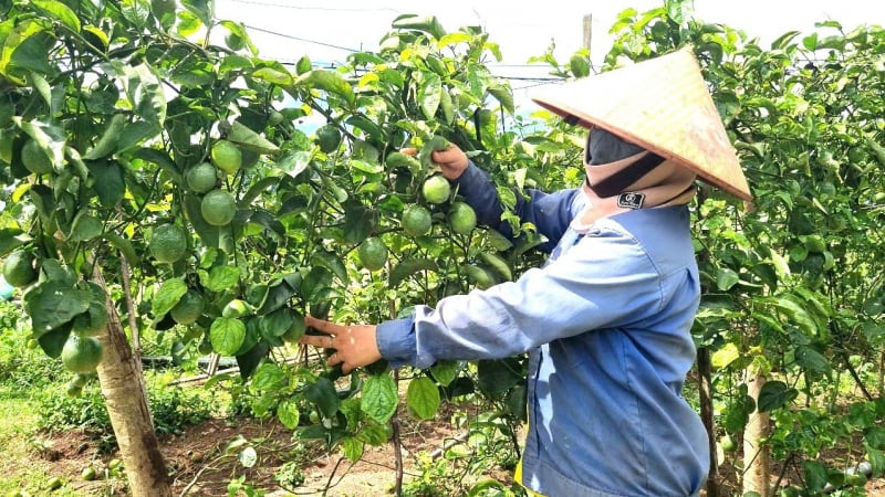 Chanh dây vàng hữu cơ ngọt thơm, trĩu quả dưới chân núi Chư Nâm
