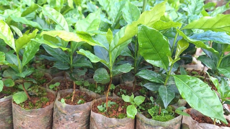 Không nhận hoa, xin nhận cây giống hỗ trợ người dân