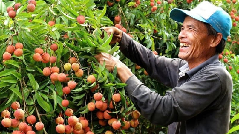 Vải thiều Bắc Giang rộ trái, sẵn sàng xuất khẩu