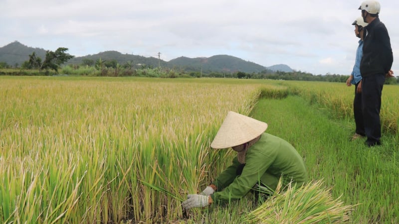 Lạnh kéo dài, gần 260ha lúa xuân bị 'điếc'