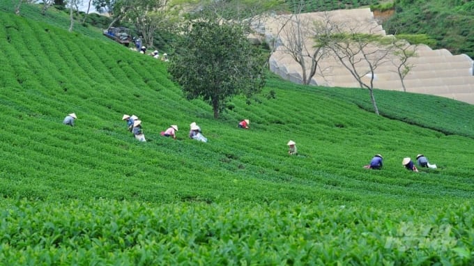 Khoa học công nghệ - chìa khóa mở con đường mới cho ngành chè