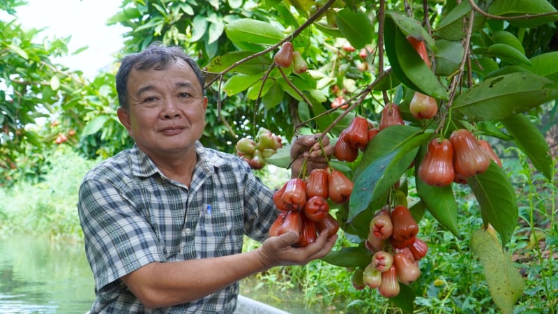 Mùa mận thất thu ở cù lao Tân Lộc