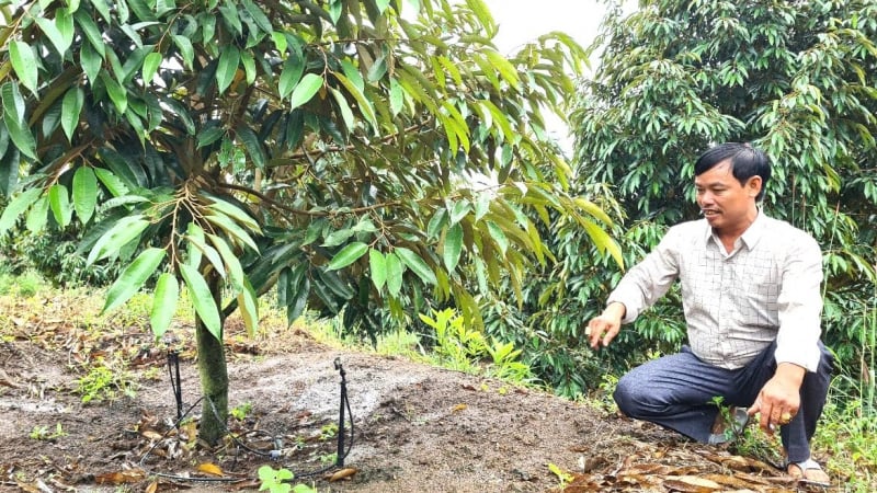 'Ông vua sầu riêng' vùng biên