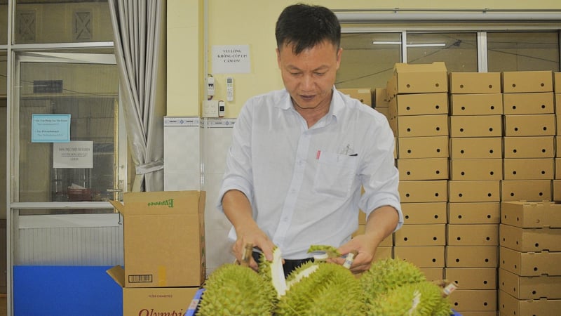 Bảo quản sầu riêng tươi trong 3 tuần, quả chín tự nhiên