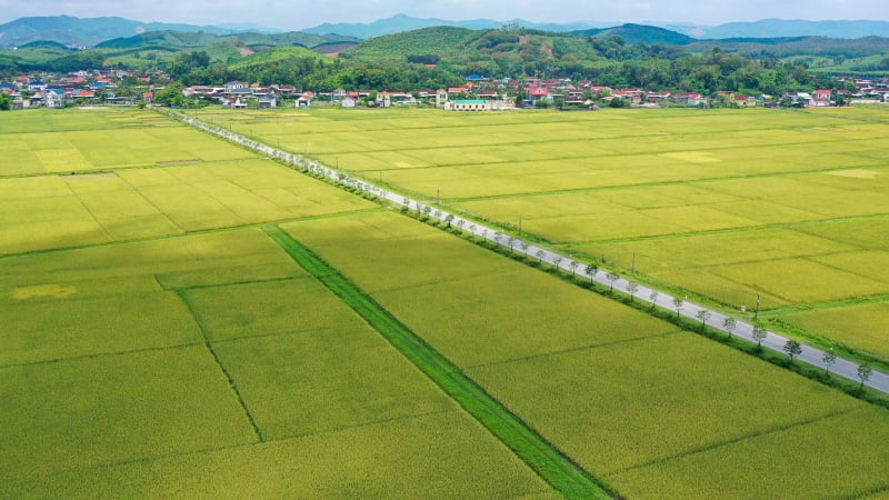 Giống lúa của Vinaseed những điểm sáng vụ đông xuân ở Nghệ An