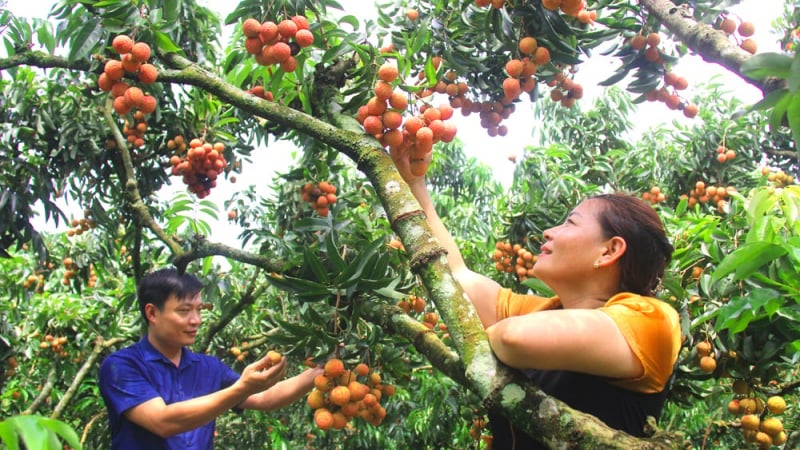 Vải thiều Bắc Giang: Thương hiệu nông sản Việt vươn tầm quốc tế