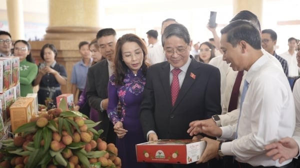 Bắc Giang cam kết đồng hành cùng doanh nghiệp tiêu thụ vải thiều