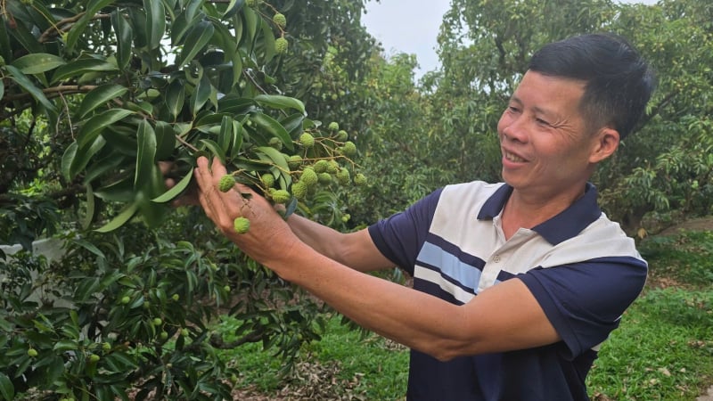 Vải thiều Lục Ngạn dự kiến thu hoạch từ cuối tháng 6