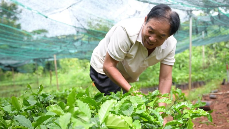 Cà phê trồng mới ồ ạt, lo chất lượng giống