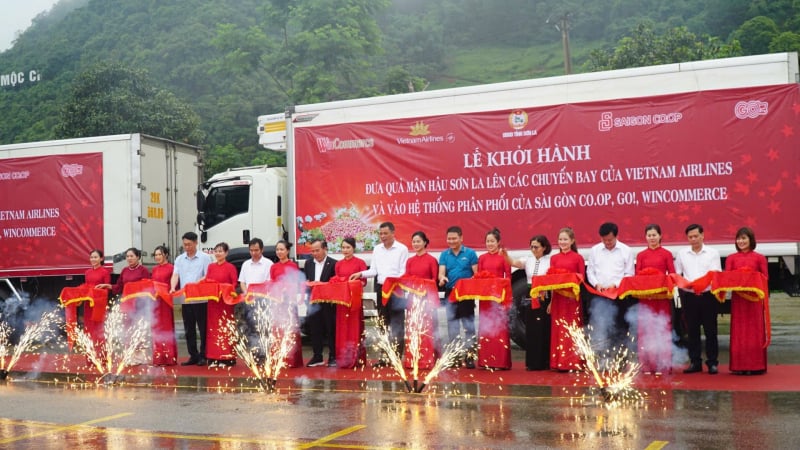 Mận hậu Sơn La 'cất cánh' cùng Vietnam Airlines