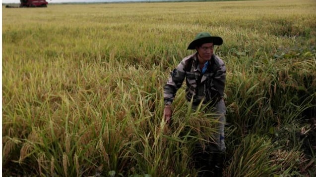 Truyền thông Cuba đề cao mô hình hợp tác lúa gạo đột phá với Việt Nam