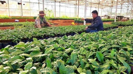 Chuyển động nông nghiệp hữu cơ vùng tây Gia Lai: Kiểm soát từ khâu giống