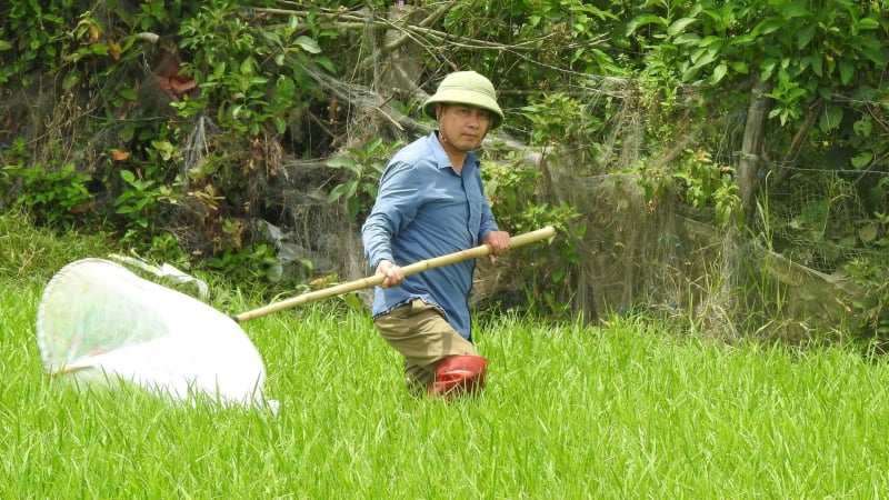Hà Tĩnh phát động ra quân diệt châu chấu
