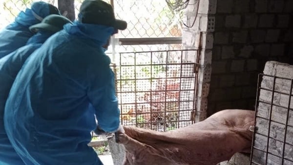 Quảng Ngãi xuất hiện ổ dịch tả heo châu Phi, hơn 140 con phải tiêu hủy
