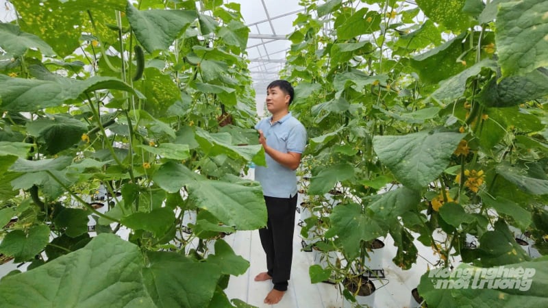 Nông nghiệp xanh trên vùng cát bạc màu
