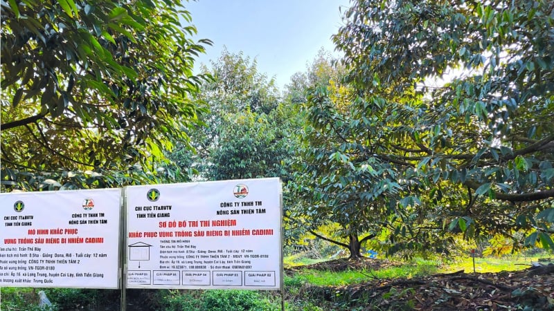 Thử nghiệm khắc phục vùng trồng sầu riêng bị nhiễm cadimi