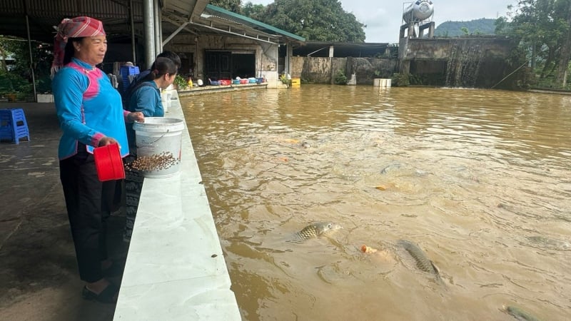 Người phụ nữ dân tộc Giáy thu tiền tỷ mỗi năm nhờ sản xuất cá giống