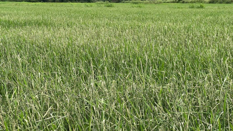 Nông dân lơ là phòng trừ, sâu cuốn lá phá trắng lúa hè thu