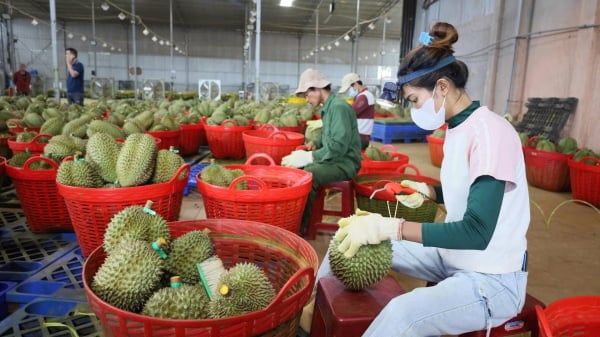 Giải pháp then chốt thúc đẩy ngành hàng sầu riêng phát triển bền vững