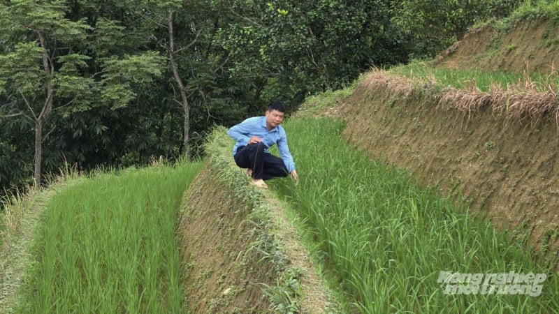 Độc đáo nuôi cá trên ruộng bậc thang