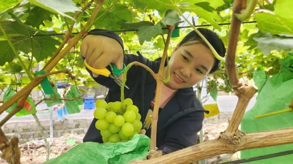 Vườn nho hữu cơ đắt khách như tôm tươi
