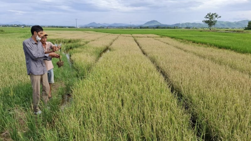 Sâu bệnh tấn công 10.000 ha lúa hè thu, TP Huế khẩn trương ứng phó