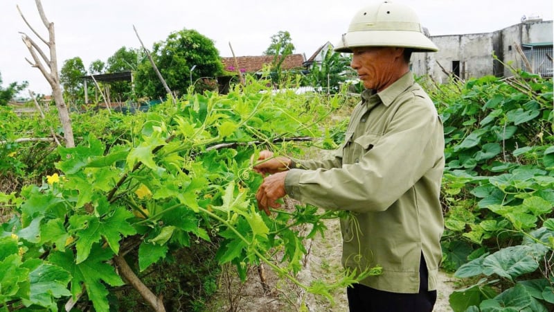 Vườn mẫu trên vùng cát thu nhập trên 200 triệu đồng mỗi năm
