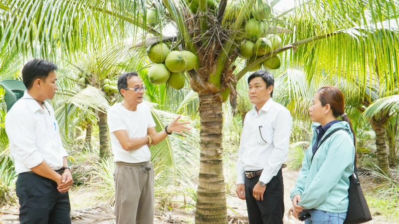 Giá dừa cao kỷ lục, nông dân đón đầu xây dựng vùng nguyên liệu hữu cơ