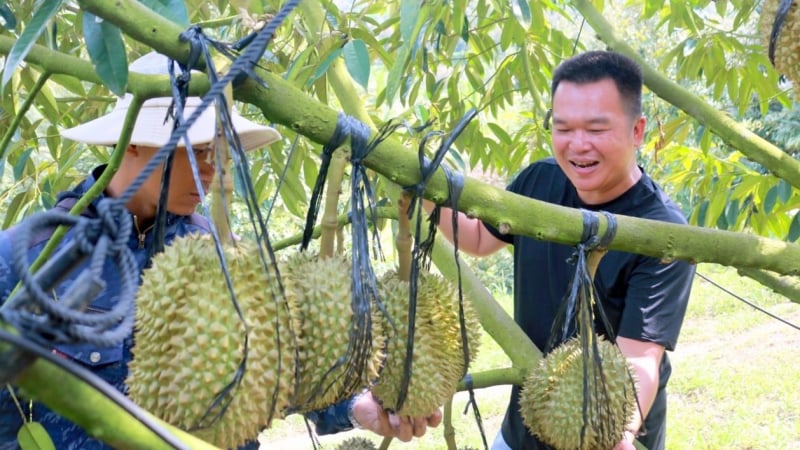 Đa lợi ích trồng sầu riêng theo hướng hữu cơ