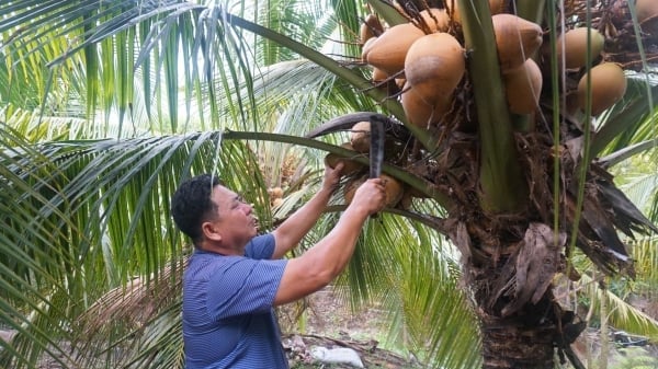 Hợp tác xã dừa hữu cơ ‘thách thức định kiến’