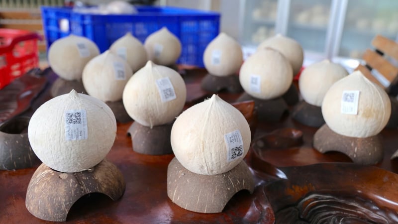 Triển vọng dừa hữu cơ Tây Ninh: Mở lối xuất khẩu dừa tươi