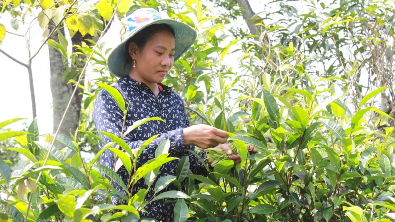 Muốn phát triển, ngành chè Việt phải đi con đường nông nghiệp hữu cơ