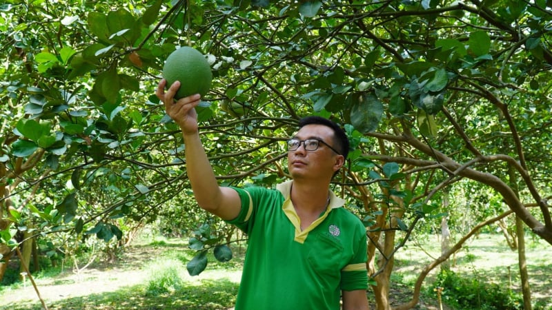 Những vườn bưởi 'cường tráng' nhờ canh tác hữu cơ: [Bài 1] Chăm đất nuôi cây