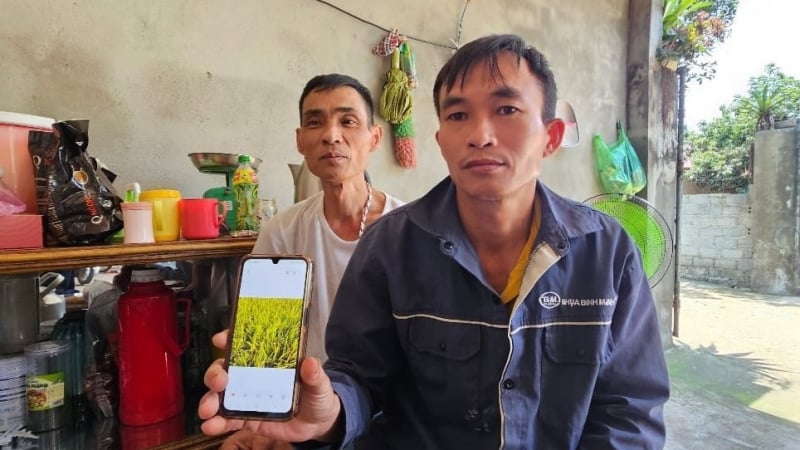 Thanh Hóa: Tới vụ thu hoạch, lúa vẫn thẳng đơ