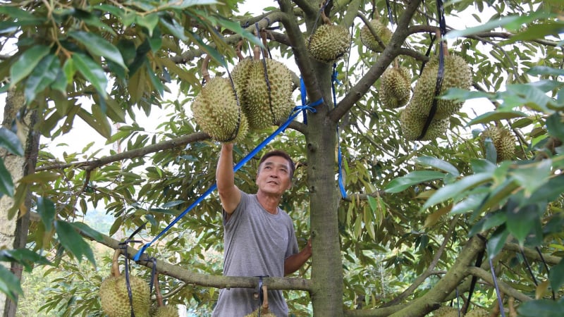 Hành động để sầu riêng Đắk Lắk vươn thị trường quốc tế