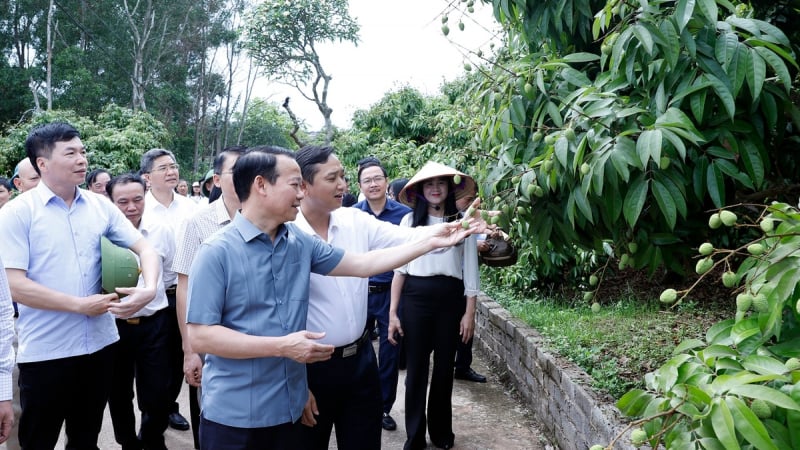 Vải thiều Bắc Giang vào vụ: Bộ trưởng mong 'bứt phá' xuất khẩu