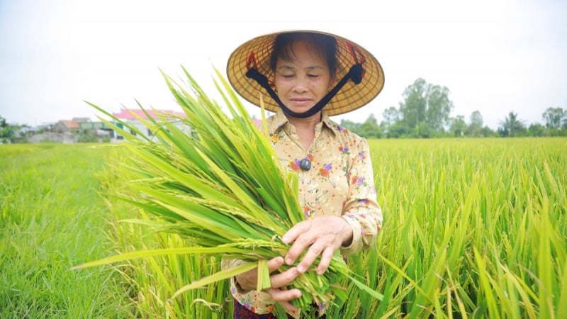 Hàng nghìn ha lúa tại Nghệ An không kết hạt